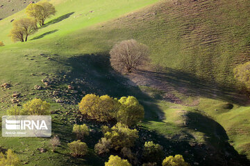 Los bosques de robles en Harsin