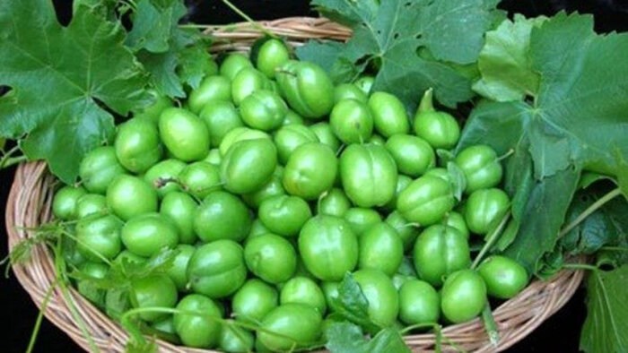 برداشت گوجه سبز از باغ‌های سیستان و بلوچستان آغاز شد