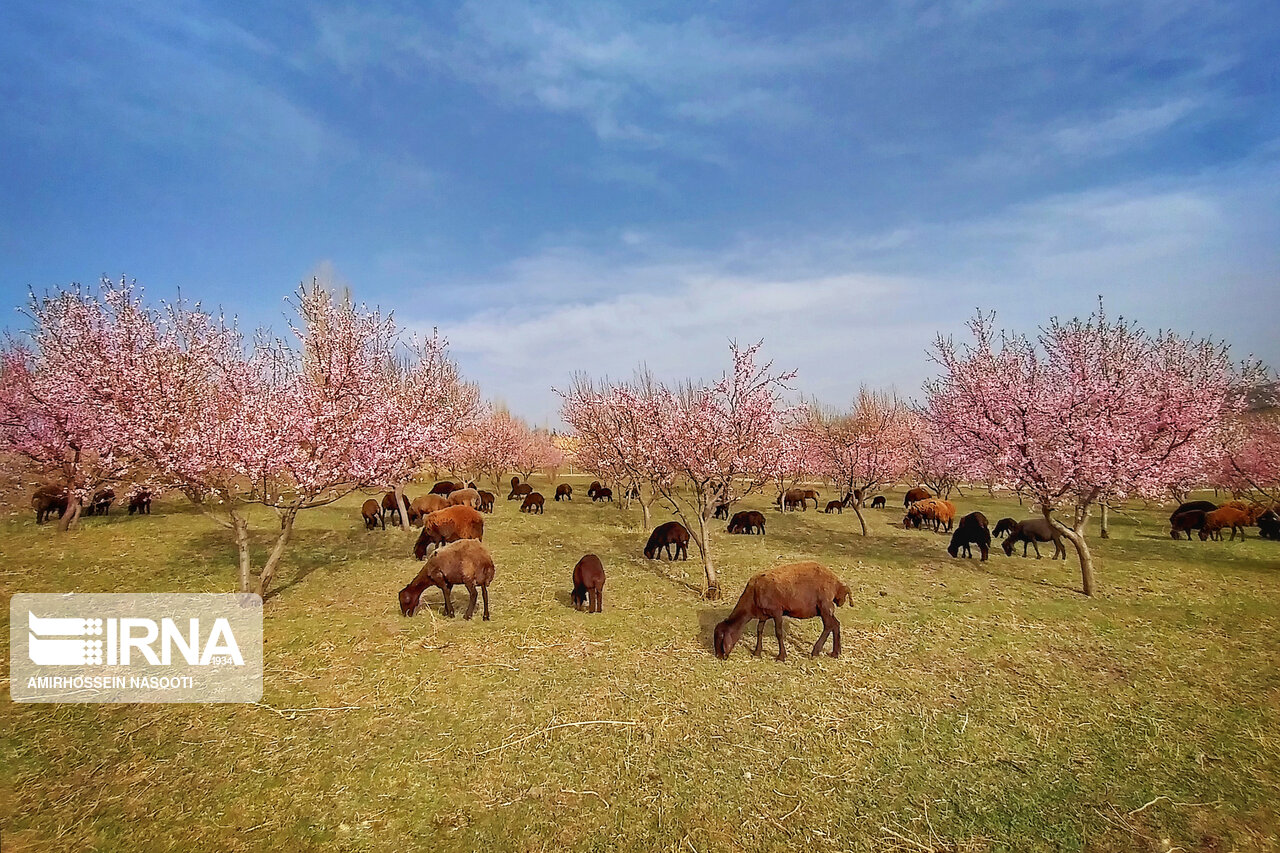 شکوفه های بهاری در زنجان