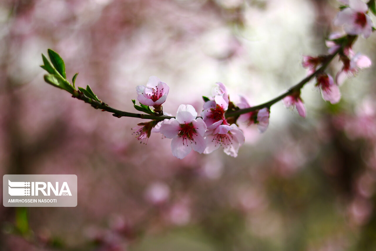 شکوفه های بهاری در زنجان