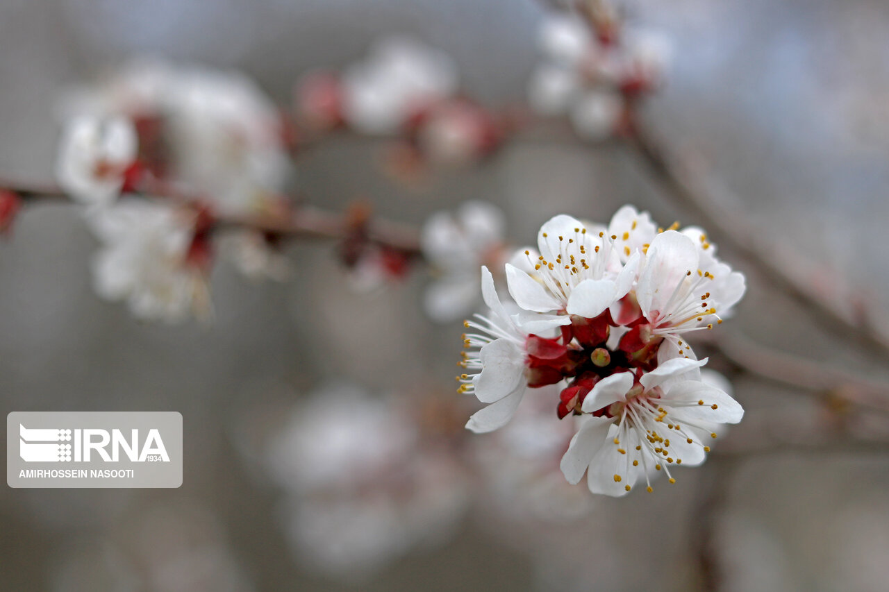 شکوفه های بهاری در زنجان