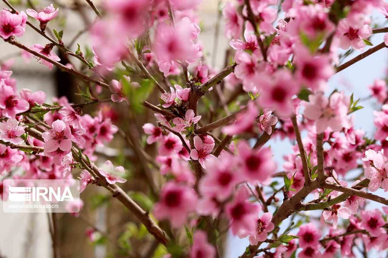 شکوفه های بهاری در زنجان