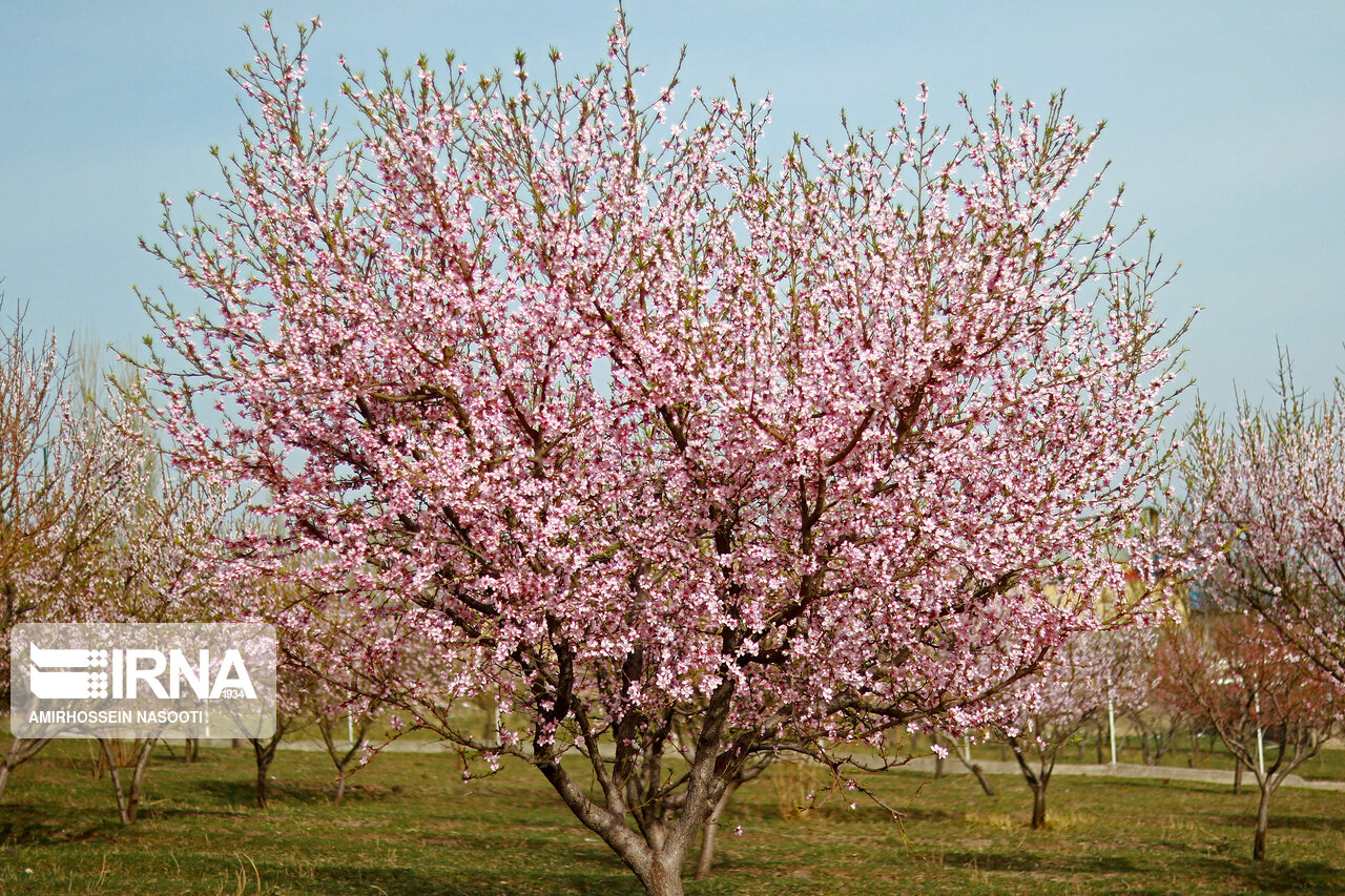 شکوفه های بهاری در زنجان