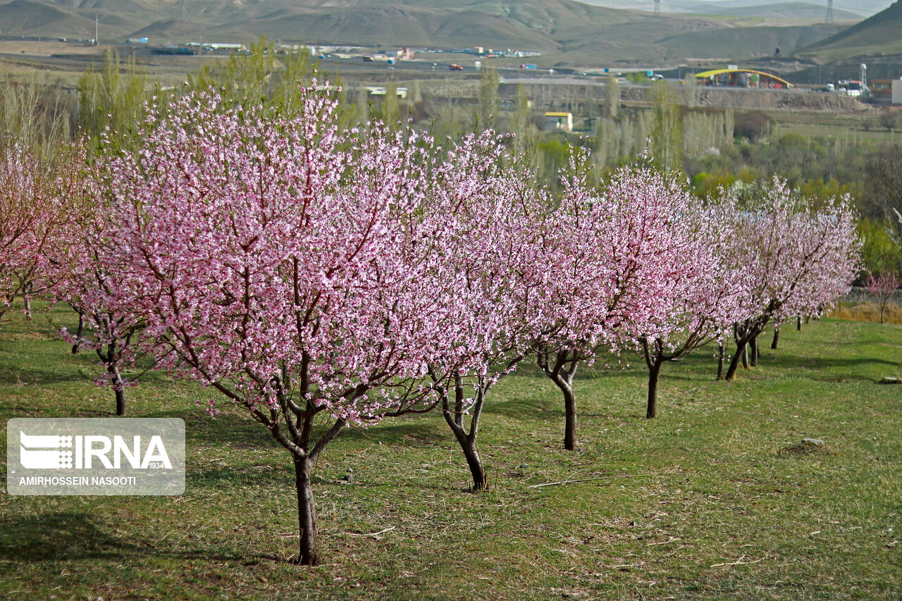 شکوفه های بهاری در زنجان