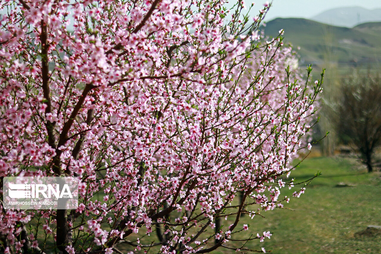 شکوفه های بهاری در زنجان