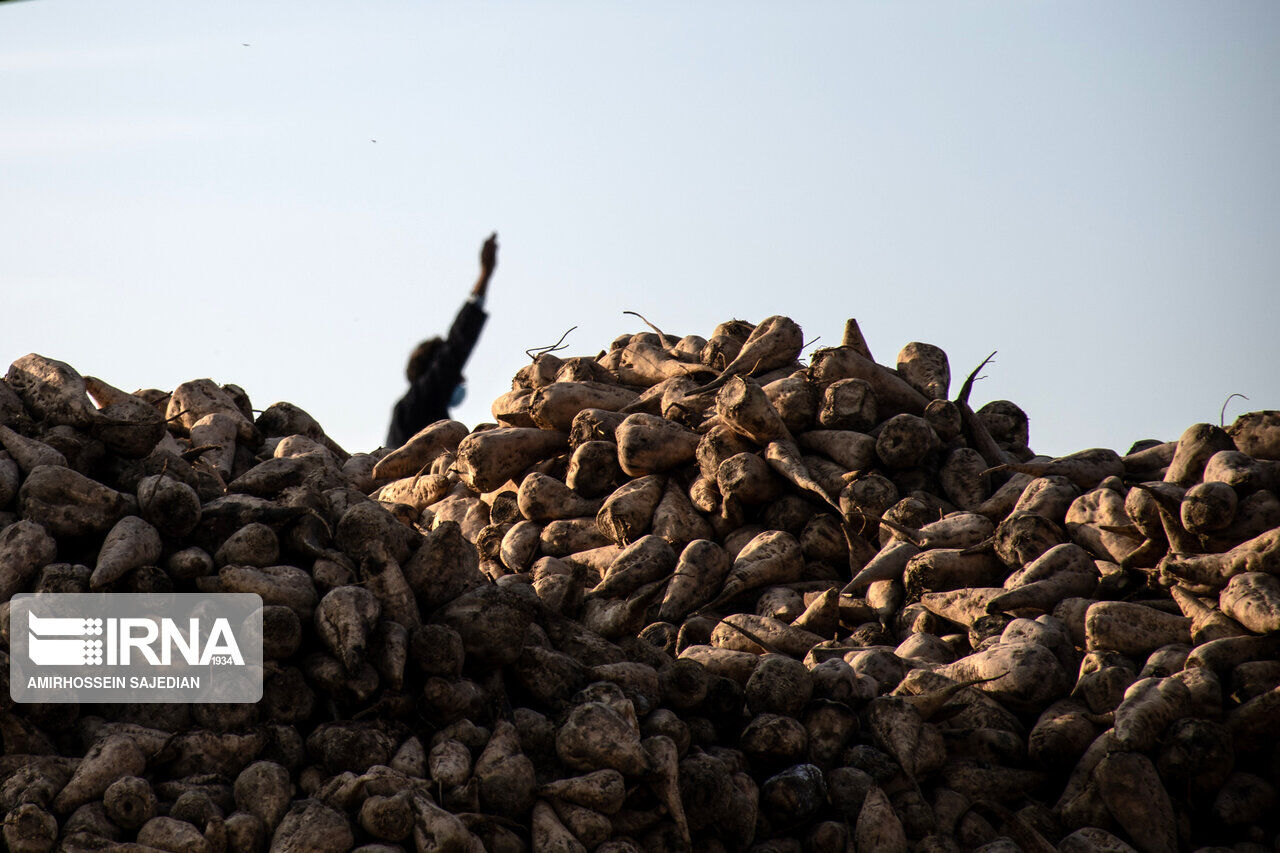 کار برداشت چغندر قند از مزارع استان همدان آغاز شد 