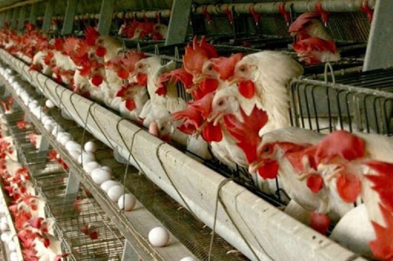 تولید تخم مرغ در استان سمنان طی هشت سال ۱۸۴ درصد افزایش یافت
