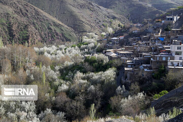 Spring  time in rural areas of Mashad; Northeastern Iran