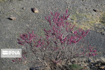 Spring  time in rural areas of Mashad; Northeastern Iran