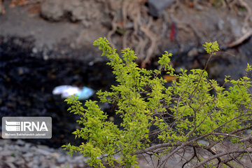 Spring  time in rural areas of Mashad; Northeastern Iran