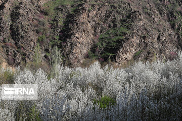 Spring  time in rural areas of Mashad; Northeastern Iran