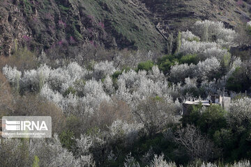 Spring  time in rural areas of Mashad; Northeastern Iran