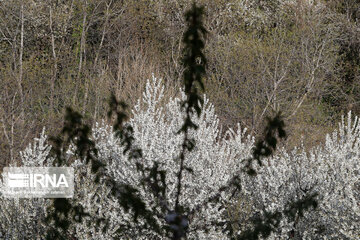 Spring  time in rural areas of Mashad; Northeastern Iran