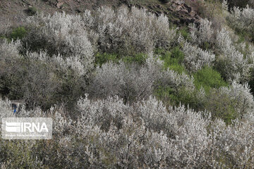 Spring  time in rural areas of Mashad; Northeastern Iran