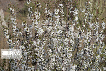 Spring  time in rural areas of Mashad; Northeastern Iran