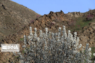 Spring  time in rural areas of Mashad; Northeastern Iran