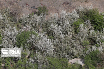 Spring  time in rural areas of Mashad; Northeastern Iran