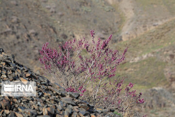 Spring  time in rural areas of Mashad; Northeastern Iran