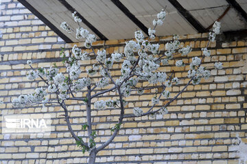 Spring  time in rural areas of Mashad; Northeastern Iran