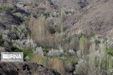 Spring  time in rural areas of Mashad; Northeastern Iran