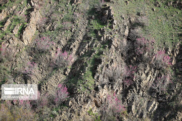 Spring  time in rural areas of Mashad; Northeastern Iran