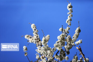 Spring  time in rural areas of Mashad; Northeastern Iran