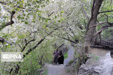 Spring  time in rural areas of Mashad; Northeastern Iran