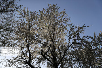 Spring  time in rural areas of Mashad; Northeastern Iran