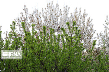 Spring  time in rural areas of Mashad; Northeastern Iran