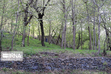 Spring  time in rural areas of Mashad; Northeastern Iran