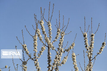 Spring  time in rural areas of Mashad; Northeastern Iran