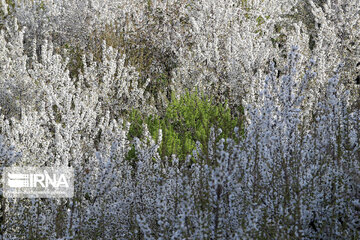 Spring  time in rural areas of Mashad; Northeastern Iran