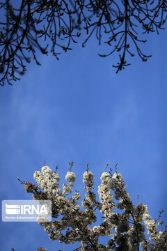 Spring  time in rural areas of Mashad; Northeastern Iran