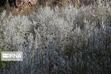 Spring  time in rural areas of Mashad; Northeastern Iran