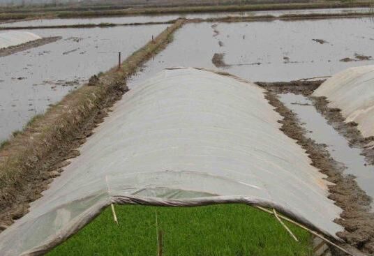 ۱۶۰ تن بذر گواهی شده برنج هاشمی در آستانه اشرفیه توزیع شد