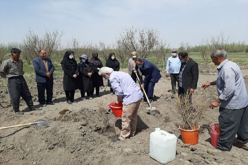 ۳۷ هکتار  زمین کشاورزی در میاندوآب‌ به گیاهان دارویی اختصاص دارد