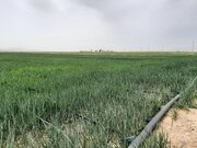 ۱.۴ هزار هکتار اراضی کشاورزی شاهرود به سامانه نوین آبیاری مجهز شد 