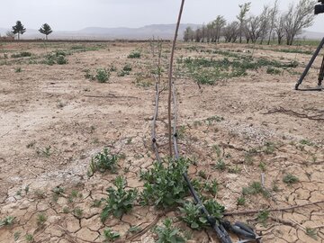 سامانه آبیاری نوین - شاهرود