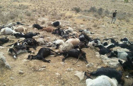 فرماندار ریگان : ۵۰راس گوسفند در روستای جزان ریگان تلف شد