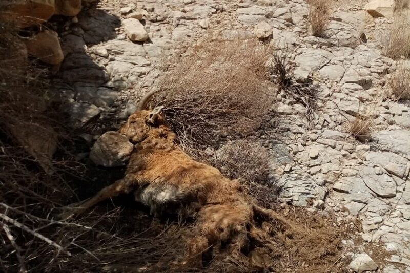 طاعون نشخوارکنندگان به جان حیات‌وحش لارستان افتاد