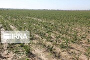 کاهش ۵۴ درصدی بارندگی آژیر خشکسالی را در خراسان شمالی به صدا در آورد