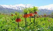 Floración de Fritillarias imperialis en Margavar