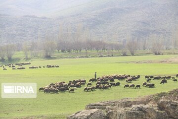خشکسالی حضور غیرمجاز دامداران را در مراتع خراسان شمالی افزایش داد 