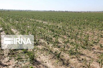 کاهش ۵۴ درصدی بارندگی آژیر خشکسالی را در خراسان شمالی به صدا در آورد
