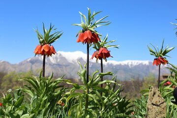 Iran: les tulipes inversées habillent les montagnes d’Ourmia