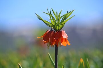 Iran: les tulipes inversées habillent les montagnes d’Ourmia