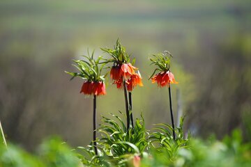 Iran: les tulipes inversées habillent les montagnes d’Ourmia