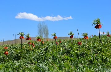 Iran: les tulipes inversées habillent les montagnes d’Ourmia