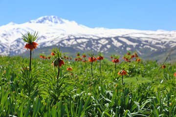 Iran: les tulipes inversées habillent les montagnes d’Ourmia