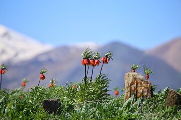 Iran: les tulipes inversées habillent les montagnes d’Ourmia